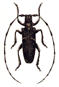 Monochamus.sartor .-. Calwer.39.02.jpg