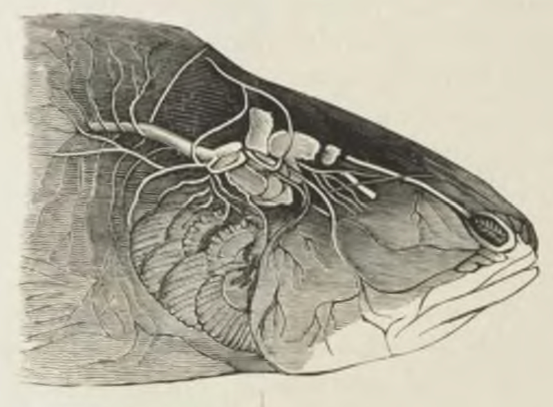 File:Montpetit - Poissons d'eau douce du Canada, 1897, illust sp 0001 16.png