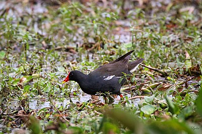 Moorhen di Nallagandla Lake.jpg