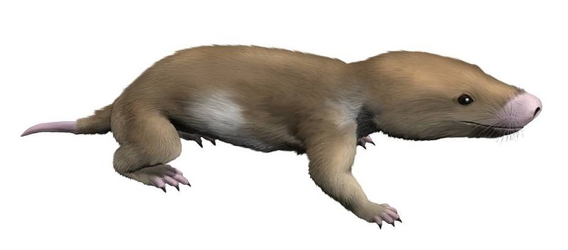 File:Morganucodon watsoni life restoration.jpg