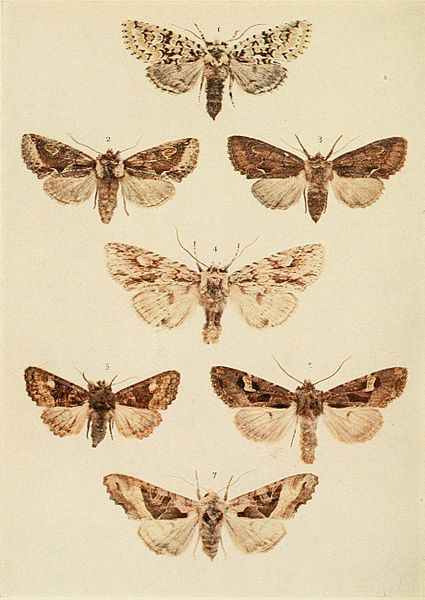 File:Moths of the British Isles Plate141.jpg