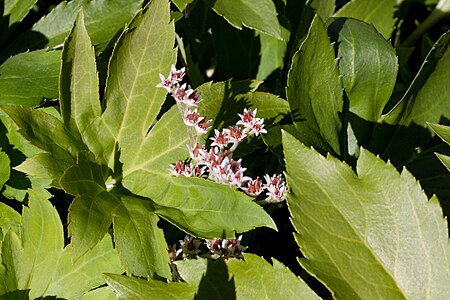 ไฟล์:Mukdenia rossii - Floraison.jpg