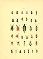 Musée entomologique illustré (6008163863).jpg