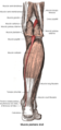 Múscul plantar