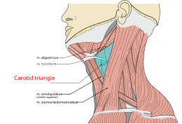 la base coli Musculi, mes modifications pour tringles, carotidienne T.svg