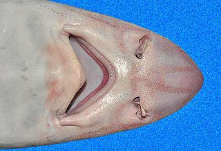 Narrowfin smooth-hound species of fish