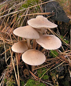 Mycena galericulata