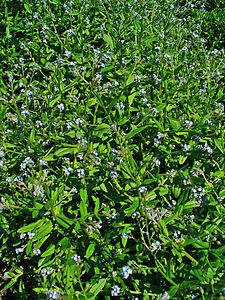 Myosotis arvensis Habitus