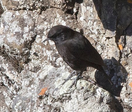 Myrmecocichla melaena