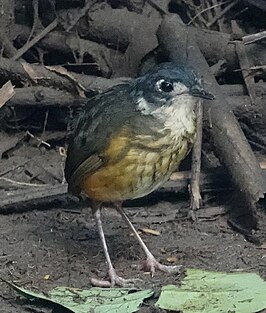 Zwartkapmierpitta