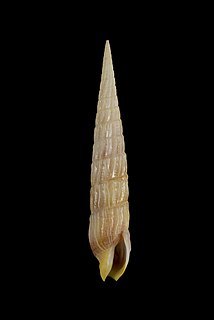 <i>Myurellopsis nathaliae</i> Species of gastropod