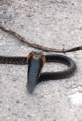 A juvenile Samar spitting cobra (Naja samarensis)