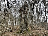 Lindenbergbuche in Bad Lauterberg im Harz