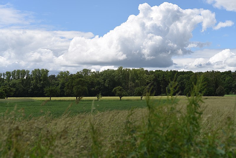 File:NSG Obermannslache bei Froschhausen05.jpg