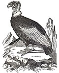 Miniatuur voor Bestand:NSRW Vultur gryphus.jpg