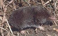 Short-tailed shrew NShortTailedShrew23.jpg