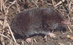 Shrew