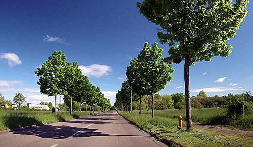 Nachtweideweg (Torgau) (1)