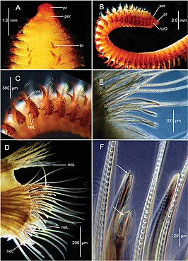 Naineris uncinata