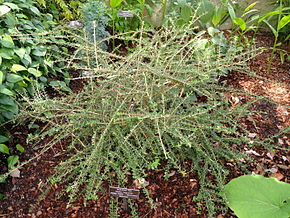 Beskrivelse av Nashia inaguensis - United States Botanic Garden - DSC09517.JPG image.