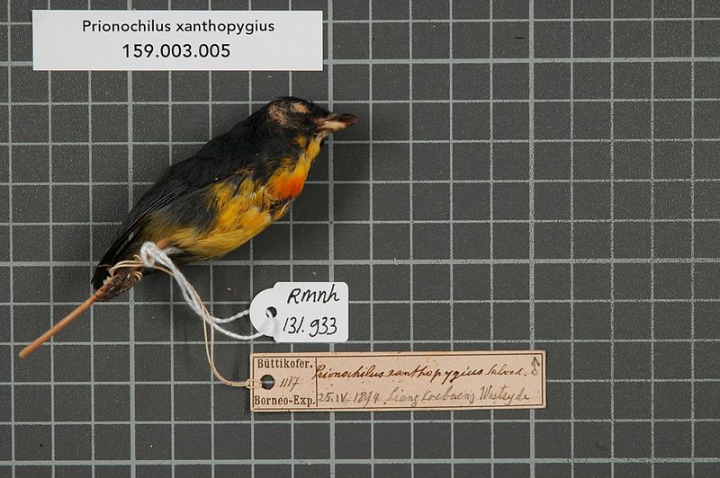 File:Naturalis Biodiversity Center - RMNH.AVES.131933 1 - Prionochilus xanthopygius Salvadori, 1868 - Dicaeidae - bird skin specimen.jpeg