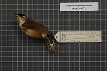 מרכז המגוון הביולוגי נטורליס - RMNH.AVES.135542 1 - Crateroscelis murina murina (Sclater, 1858) - Acanthizidae - דגימת עור הציפור. Jpeg