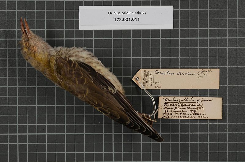 File:Naturalis Biodiversity Center - RMNH.AVES.141286 1 - Oriolus oriolus oriolus (Linnaeus, 1758) - Oriolidae - bird skin specimen.jpeg