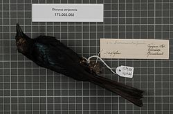 Naturalis Biodiversity Center - RMNH.AVES.141636 1 - Dicrurus atripennis Swainson, 1837 - Dicruridae - bird skin specimen.jpeg