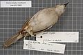 Naturalis Biodiversity Center - RMNH.AVES.54774 2 - Cincloramphus mathewsi Iredale, 1911 - Sylviidae - bird skin specimen.jpeg