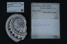 Haliotis scalaris scalaris (Leach, 1814)