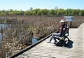 Nature trail in Point Pelee National Park in 2010 -a.jpg
