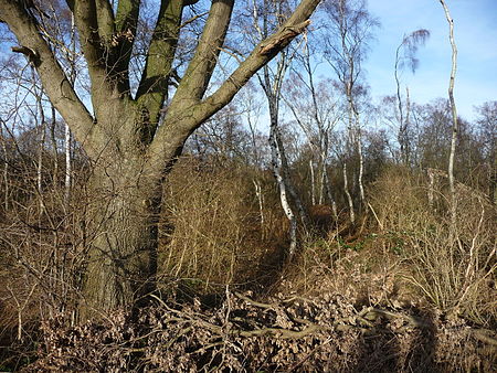 Naturschutzgebiet Mengeder Heide 002