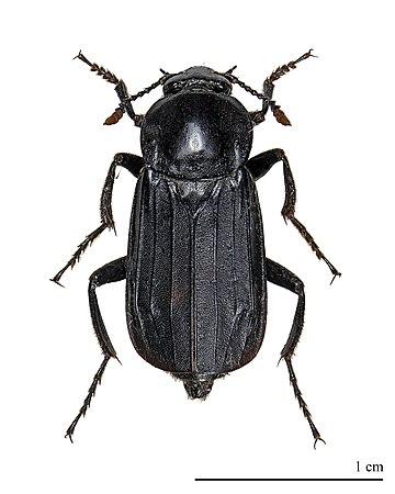 Silphidae