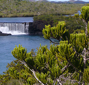 Neocallitropsis pancheri, Chutes de la Madeleine, New Caledonia