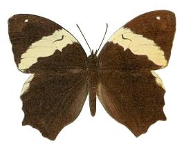 Neorina patria