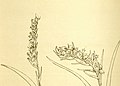 Ponerorchis secundiflora (as syn. Habenaria secundiflora) plate 2321 in: Hooker's Icones Plantarum (Orchidaceae), volume 24 (1895) (Detail)