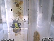 Still from a Rana installation monitoring a Bombus terrestris colony Nestcam still.jpg