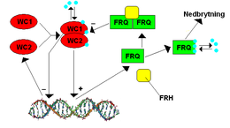 Overview of the Neurospora TTFL and the general interactions between the regulators. In this case WC-1 and WC-2 (red) are seen as the positive elements where they come together to encourage transcription of FRQ. FRQ (green) is the negative regulator which after translation, comes back as negative feedback. Neurospora2.PNG