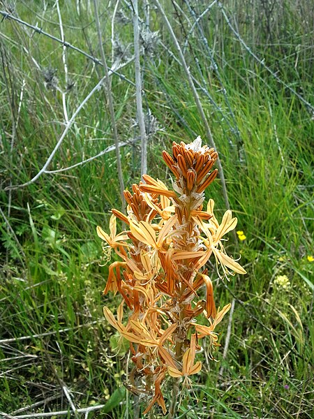 File:Nov Nature reserve - Asphodeline Lutea (3).jpg