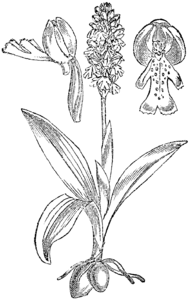 plate 457 Orchis ustulata Neotinea ustulata
