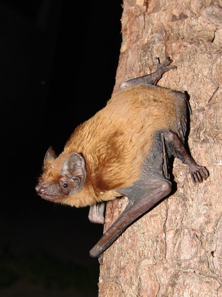 File:Nyctalus noctula.jpg