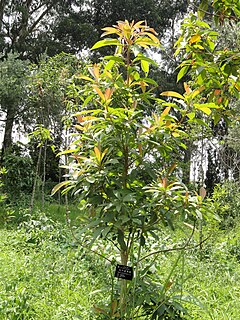 <i>Nyssa yunnanensis</i> Species of tree