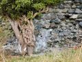 Un vieux lierre sur les murs du château