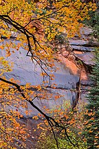 Fall colors against canyon walls