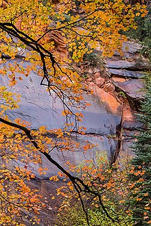 Fall colors against canyon walls in Oak Creel Canyon