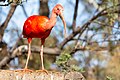 * Nomination Scarlet Ibis in the Wetlands Aviary of the Oceanogràfic in Valencia --Rafesmar 20:26, 12 April 2017 (UTC) * Decline  Oppose Sorry, IMO it's not well focused and there is loss of detail on feathers --A.Savin 12:22, 13 April 2017 (UTC)