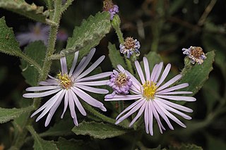 <i>Olearia xerophila</i> Species of plant