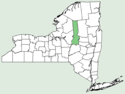 Omalotheca sylvatica NY-dist-map.png