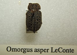 Omorgus asper