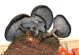 <i>Omphalotus mexicanus</i> Species of fungus
